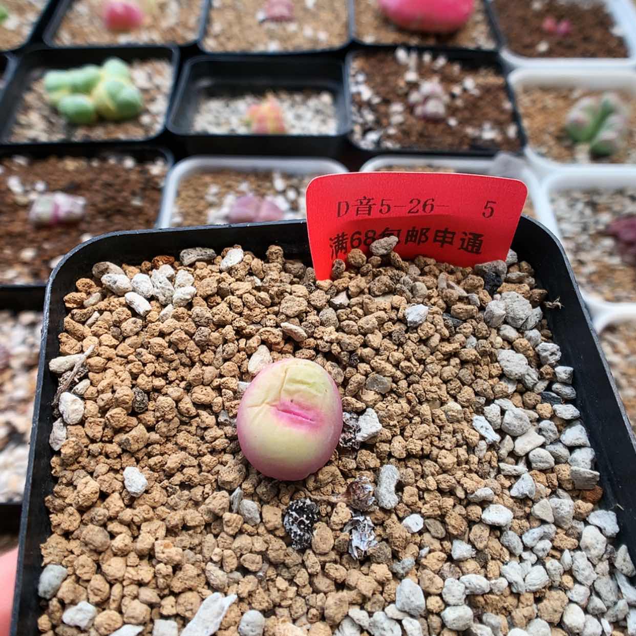 【闪购商品】5-26-5 红嘴1颗 20