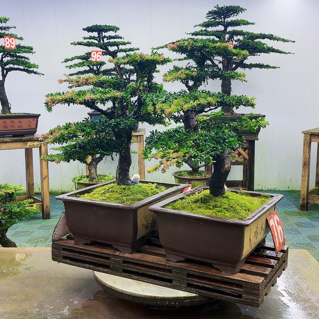 完全开放罗汉松盆景艺术