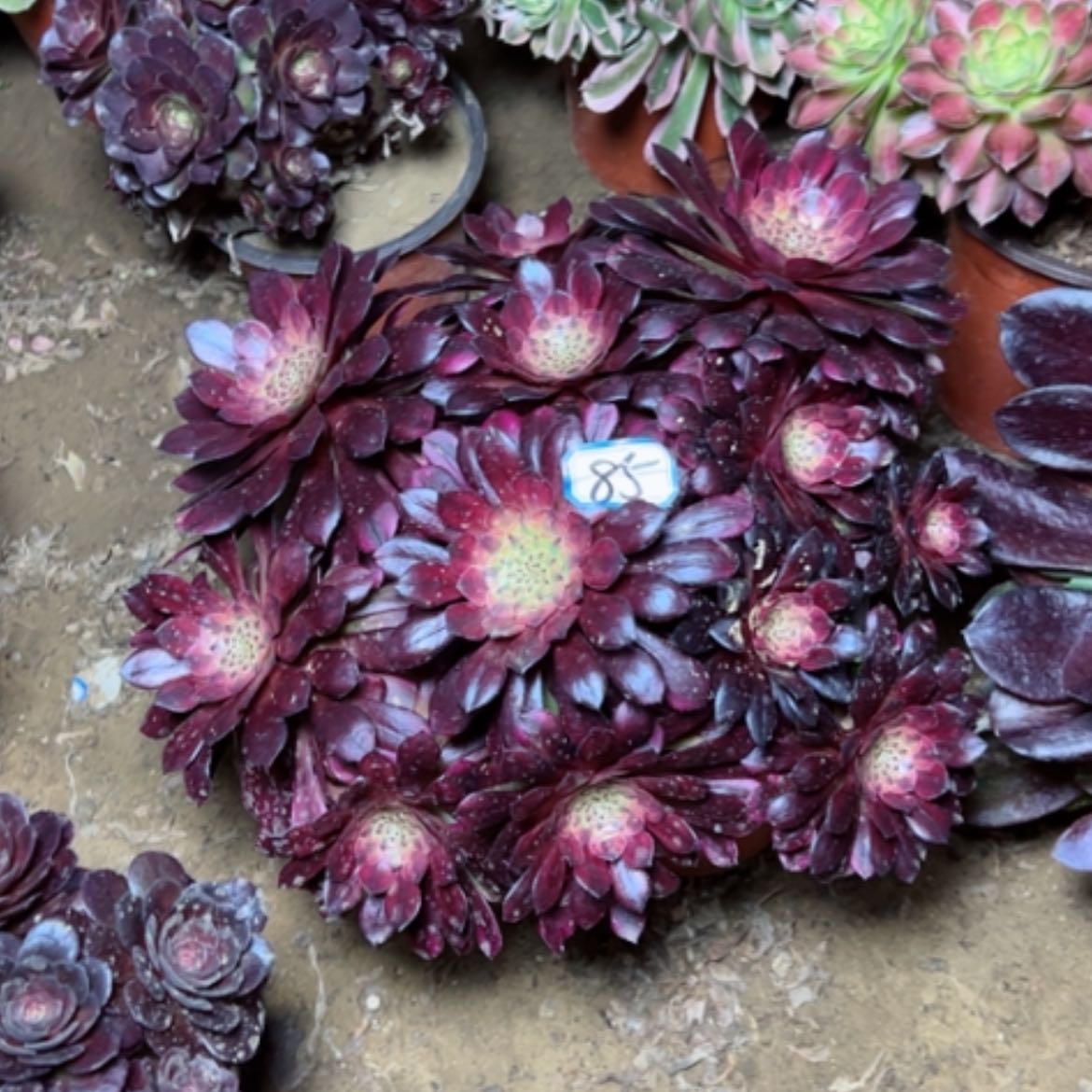 【闪购商品】多肉植物祝荣85