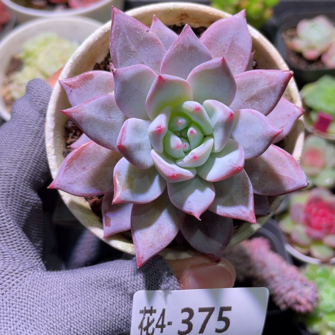 花利美4-375粉蓝鸟  