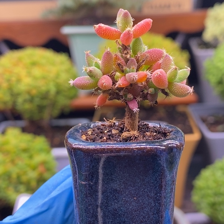 无花朵156玉米。     