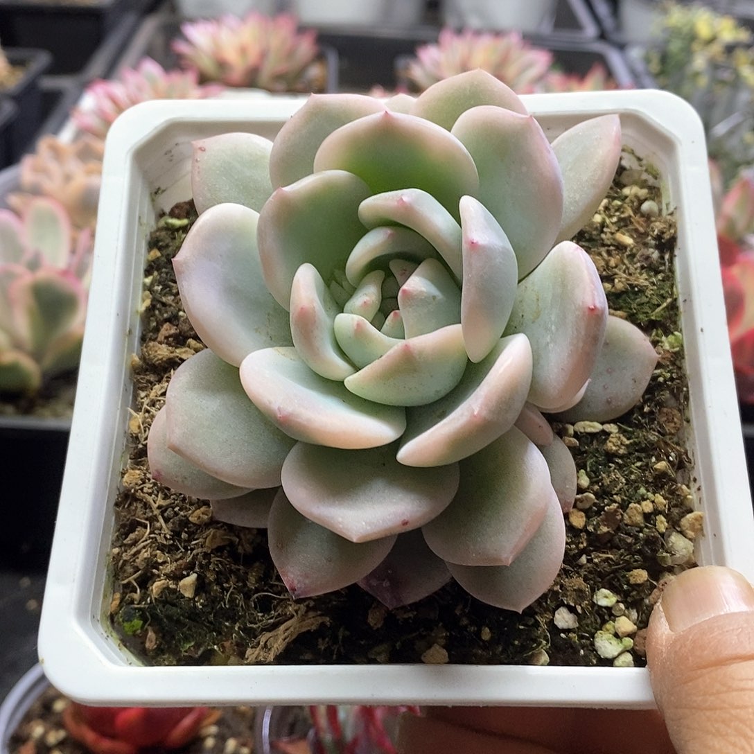 2305橙子锦带两个崽多肉