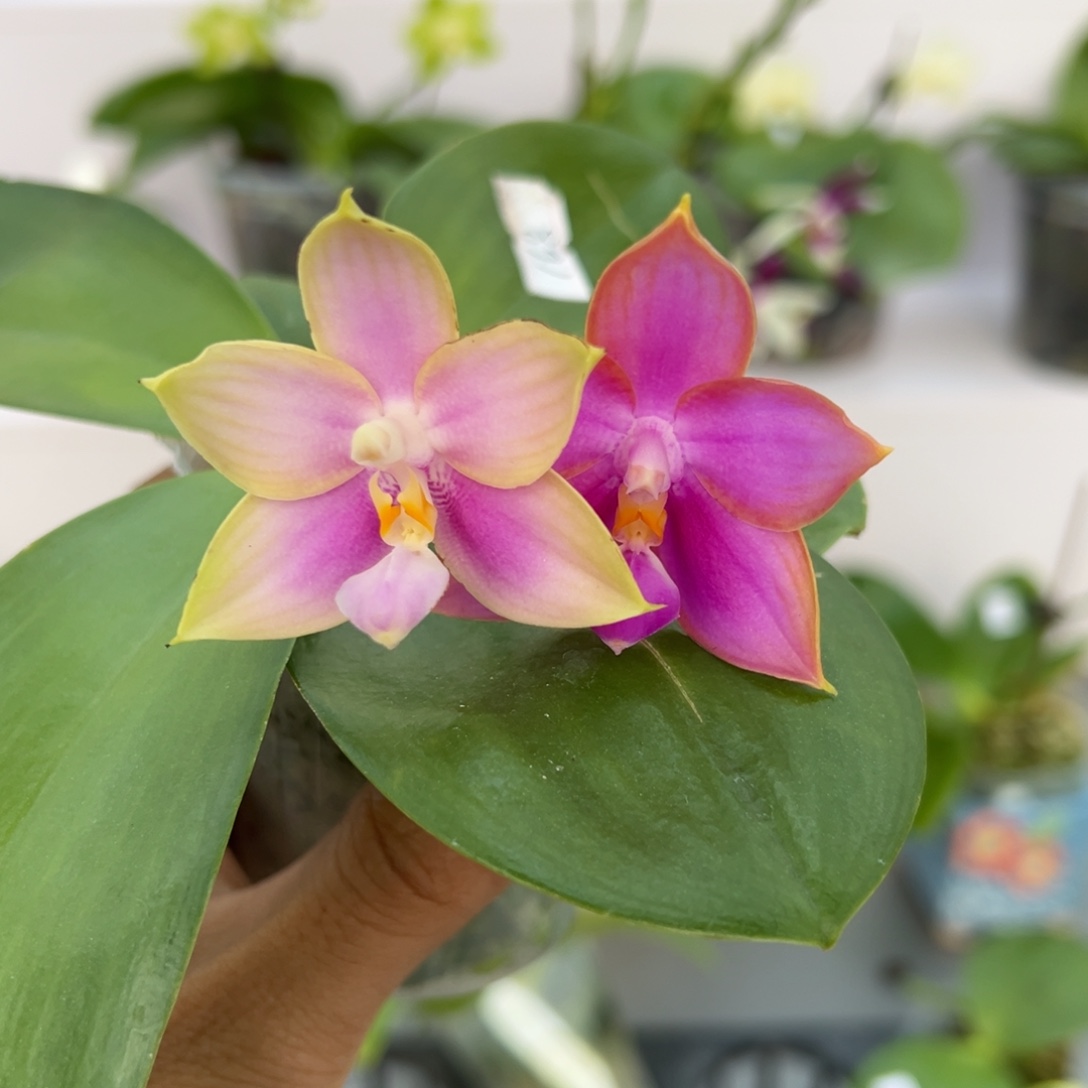 完全开放2.5寸洋洋粉玛丽交霓虹灯