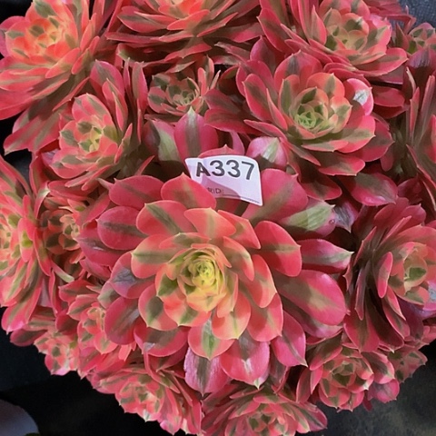 粉女巫337脱土发货