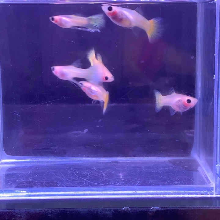 孔雀鱼黄金玻璃猫6条