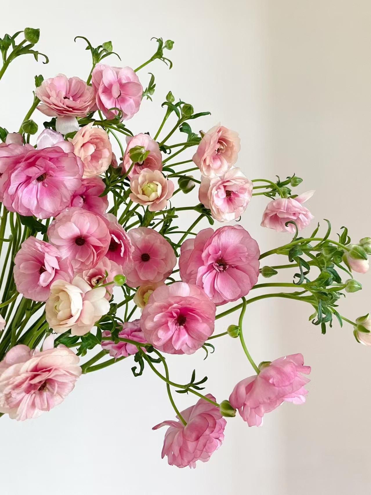 粉色蝴蝶洋牡丹一把    云南基地鲜花直发    家养水养