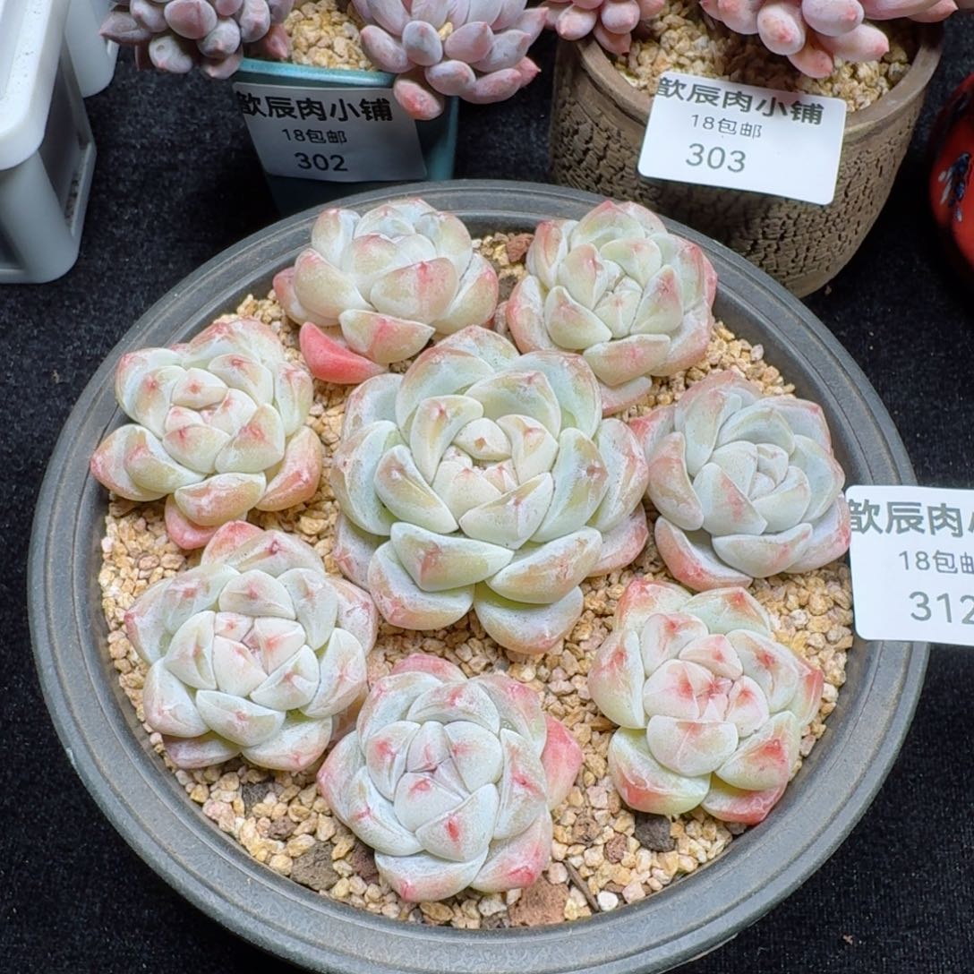 多肉植物  312  冰玉