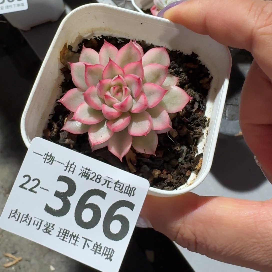 女雏锦无盆土发货无盆