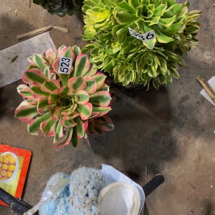 安*儿523 386 法师2颗的