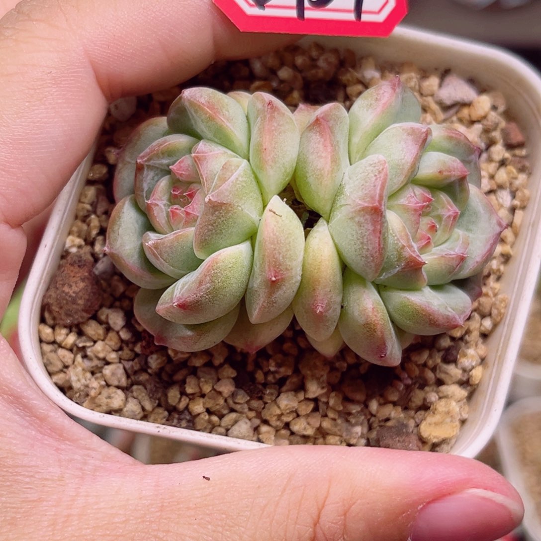 B954 一物一拍 珍妮放漏18包邮