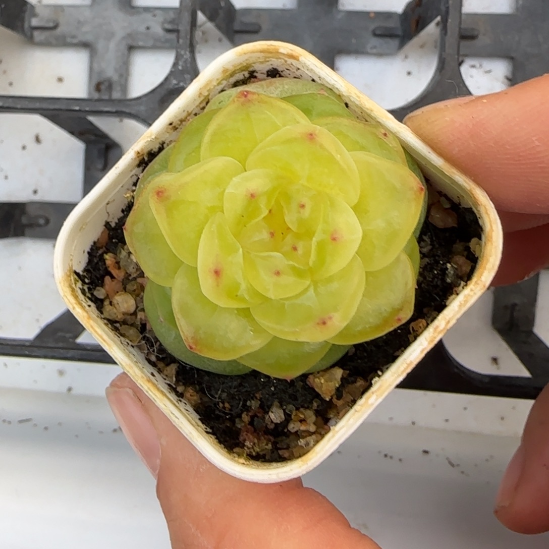 M***u极光盆新床一个满25包邮