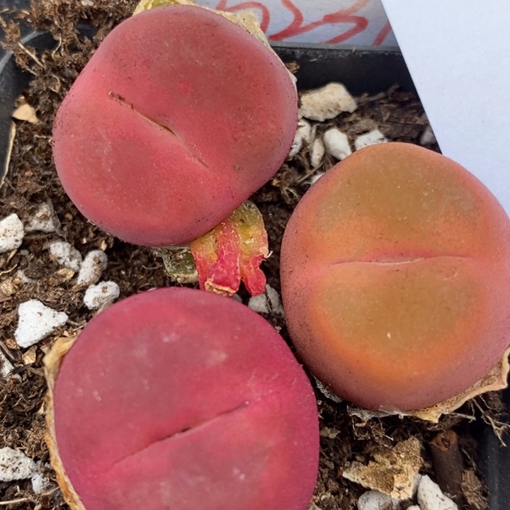 455一组一组一组