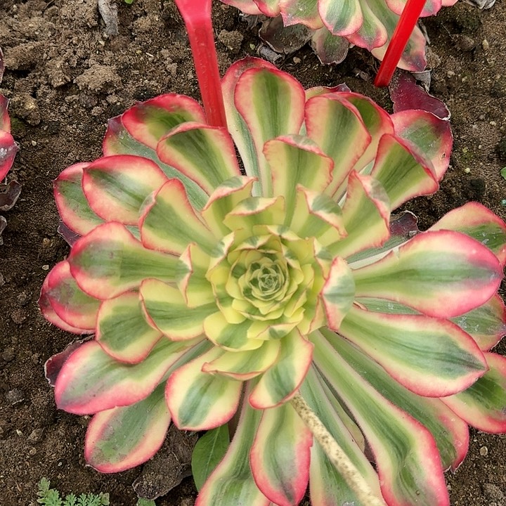 2-176爱丽丝多肉法师