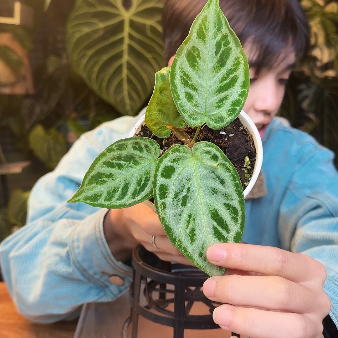 完全开放X70印尼硬叶银刷子杂面纱