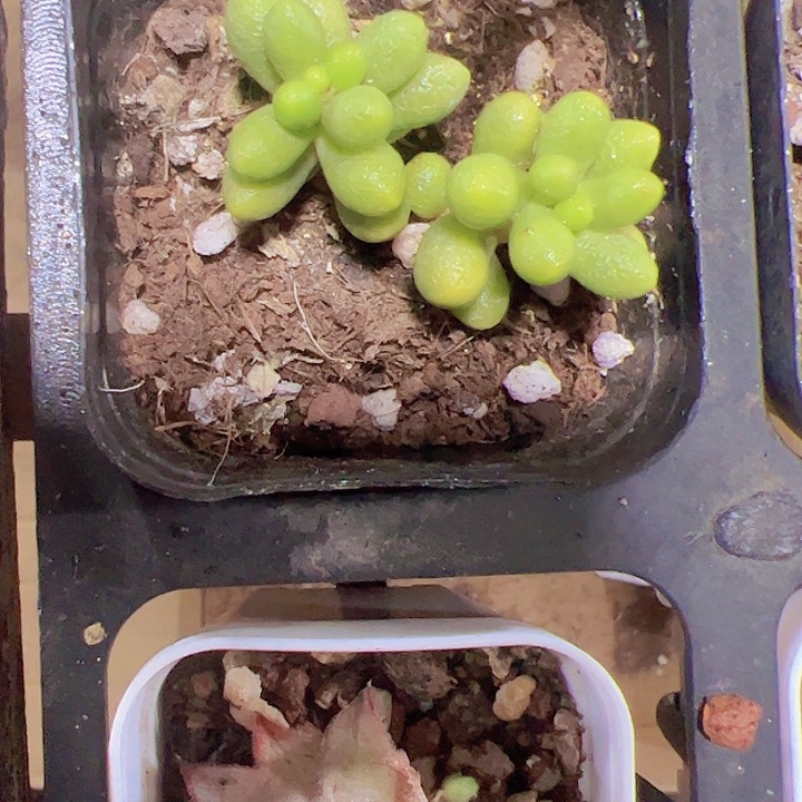 小黄金绿龟卵精品多肉