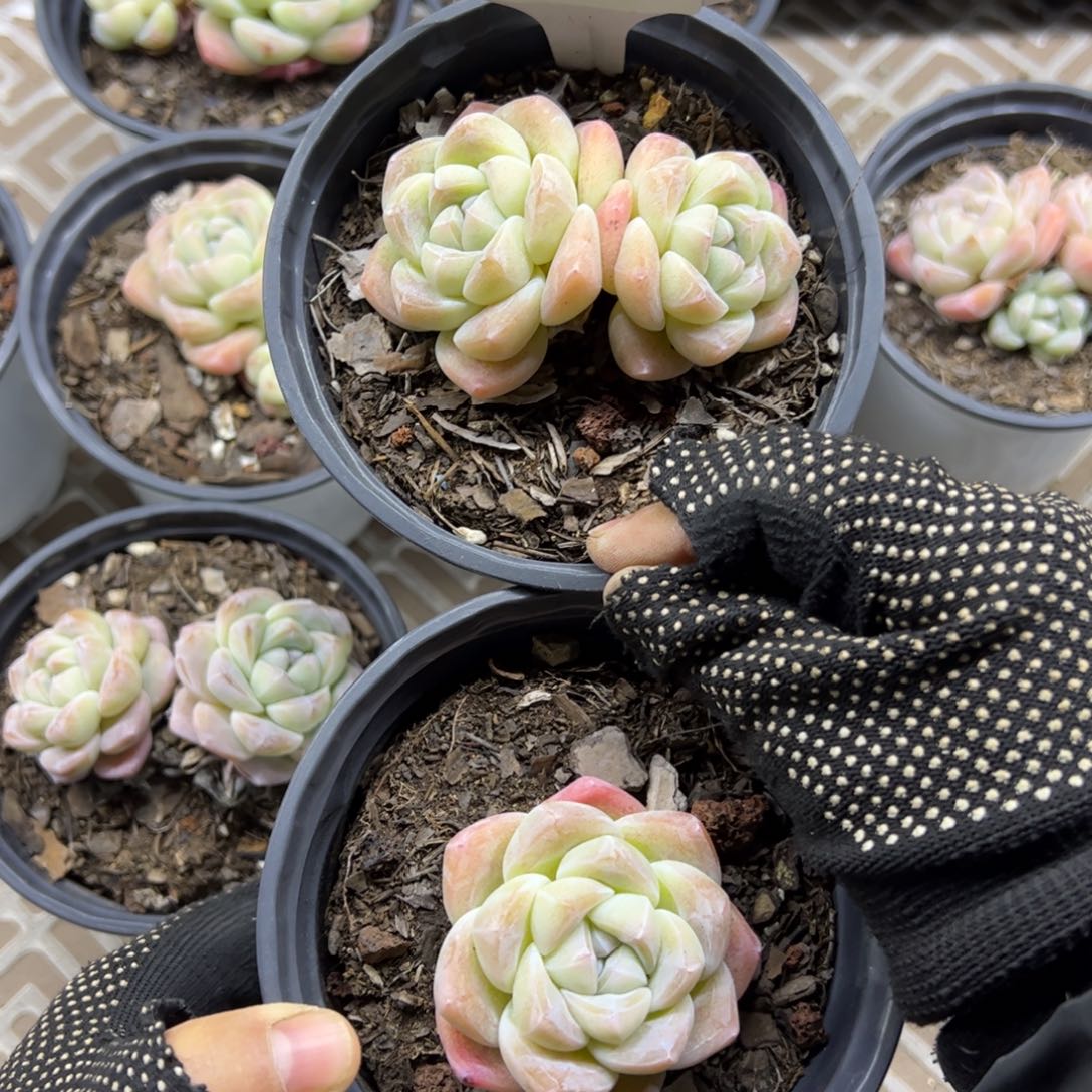 红陶619号多肉植物