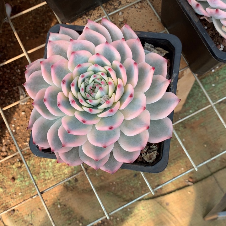 志****吉娃娃锦多肉植物定向