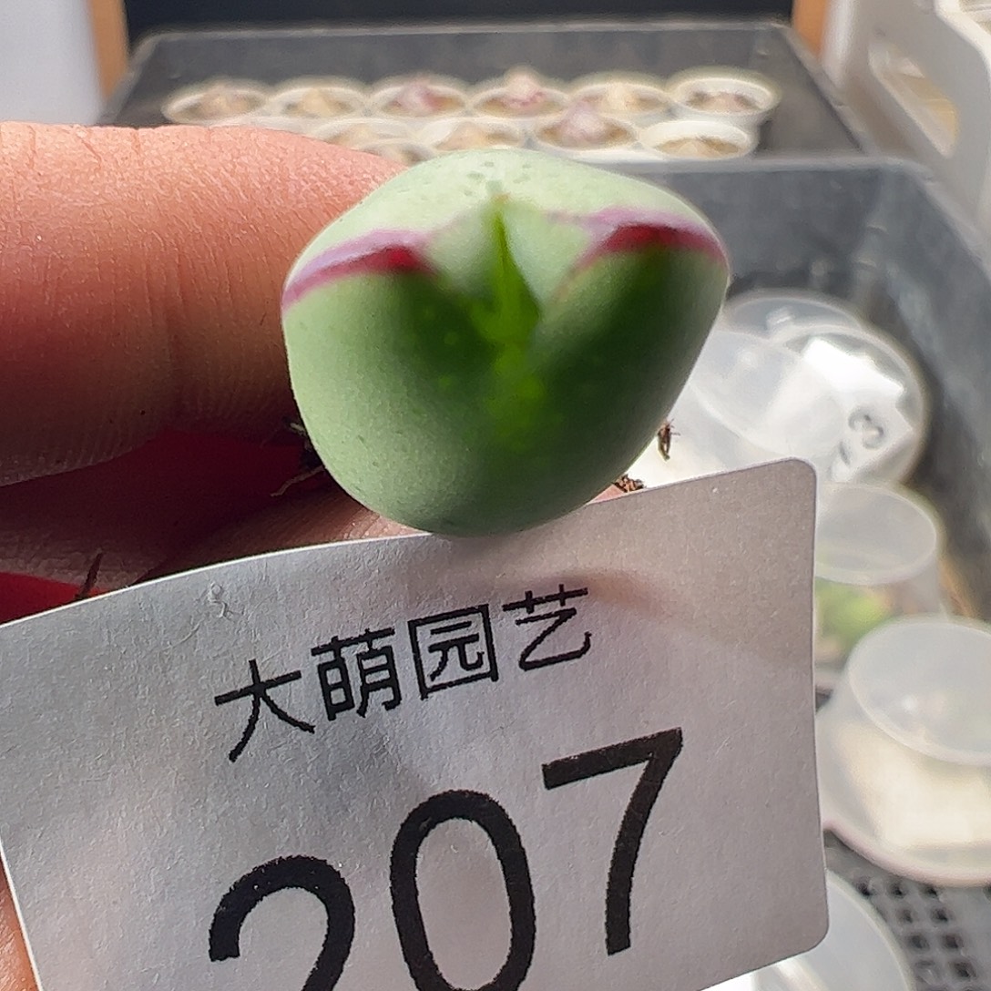 一物一拍。      207