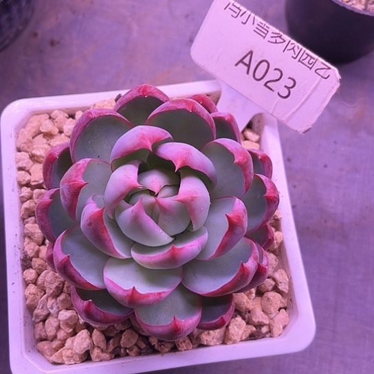 我是第一百个为妖刀应援的阴阳