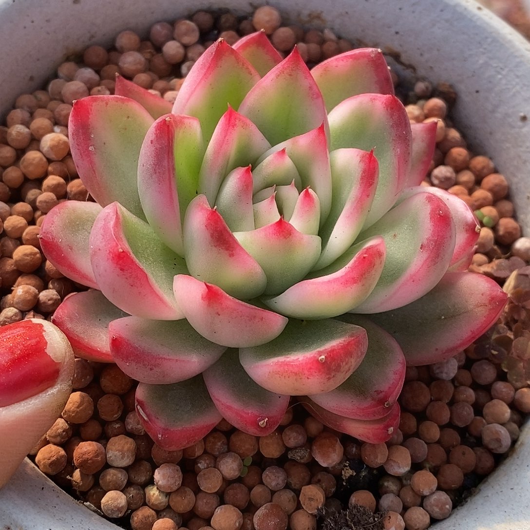 362维纳斯哈哈哈哈哈哈