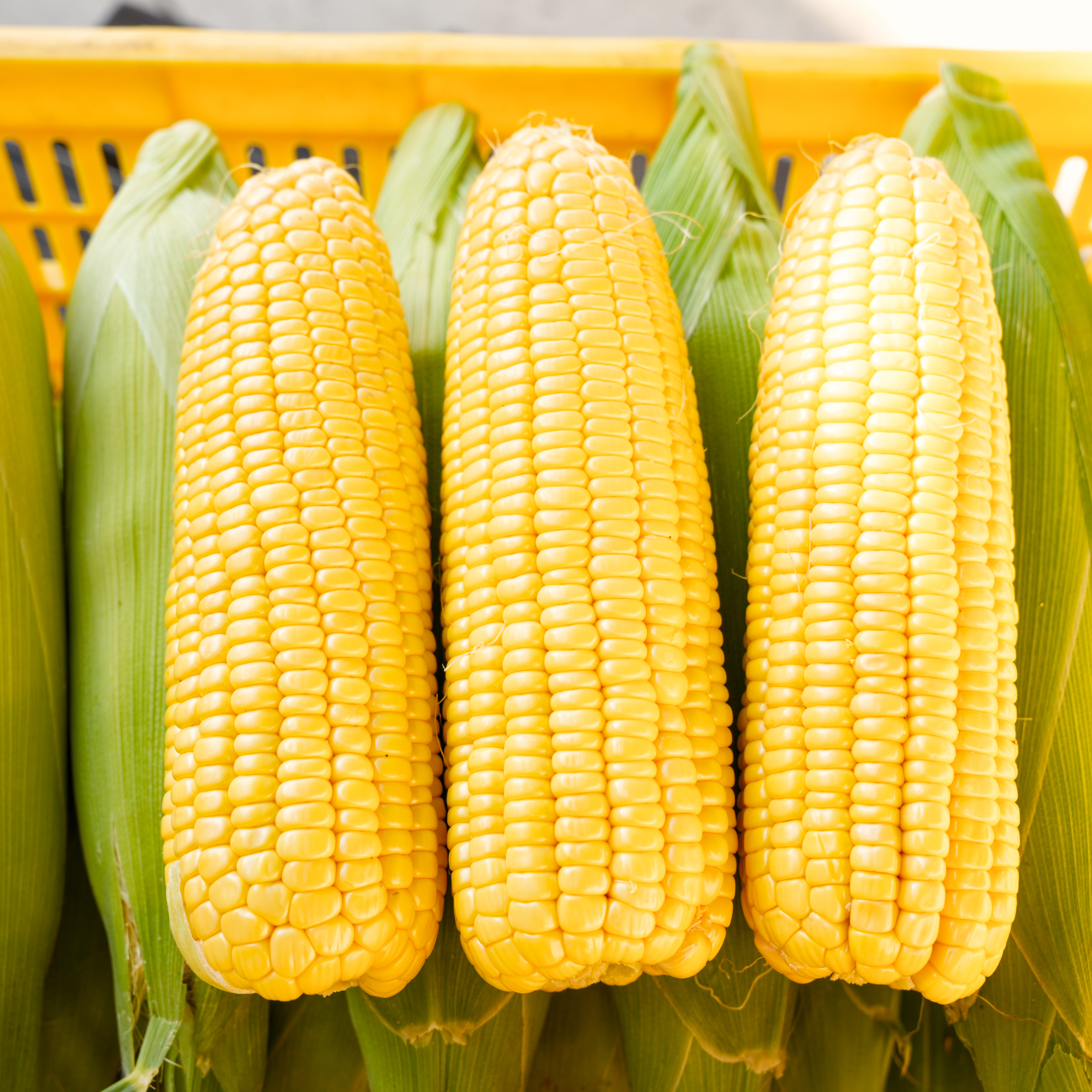 云南露天新鲜现摘甜脆玉米脆嫩多汁带壳带皮带须坏果包赔