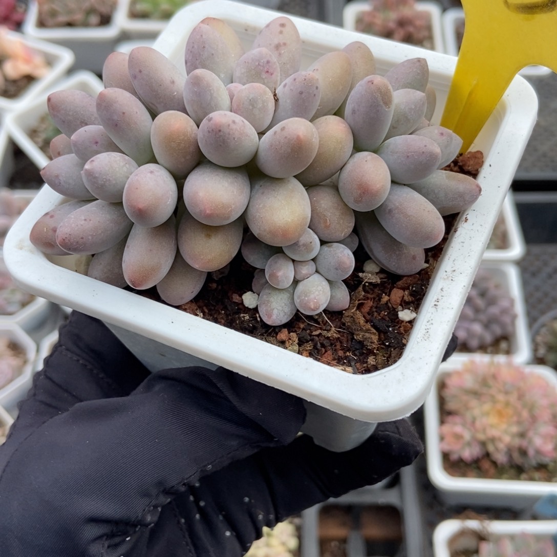 1850汤圆多肉植物多肉