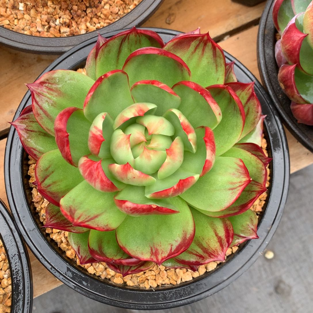 惊鸿宽叶外翻拉丝