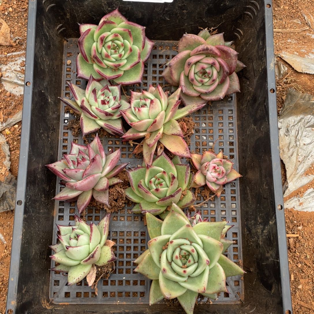 无花朵若如东云组拍D097