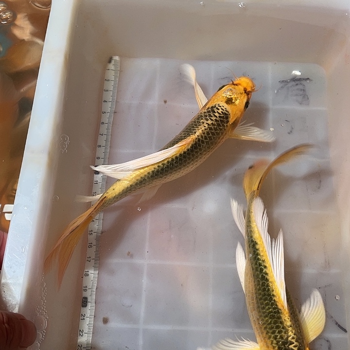 蝴蝶鲤鱼渔场直发75