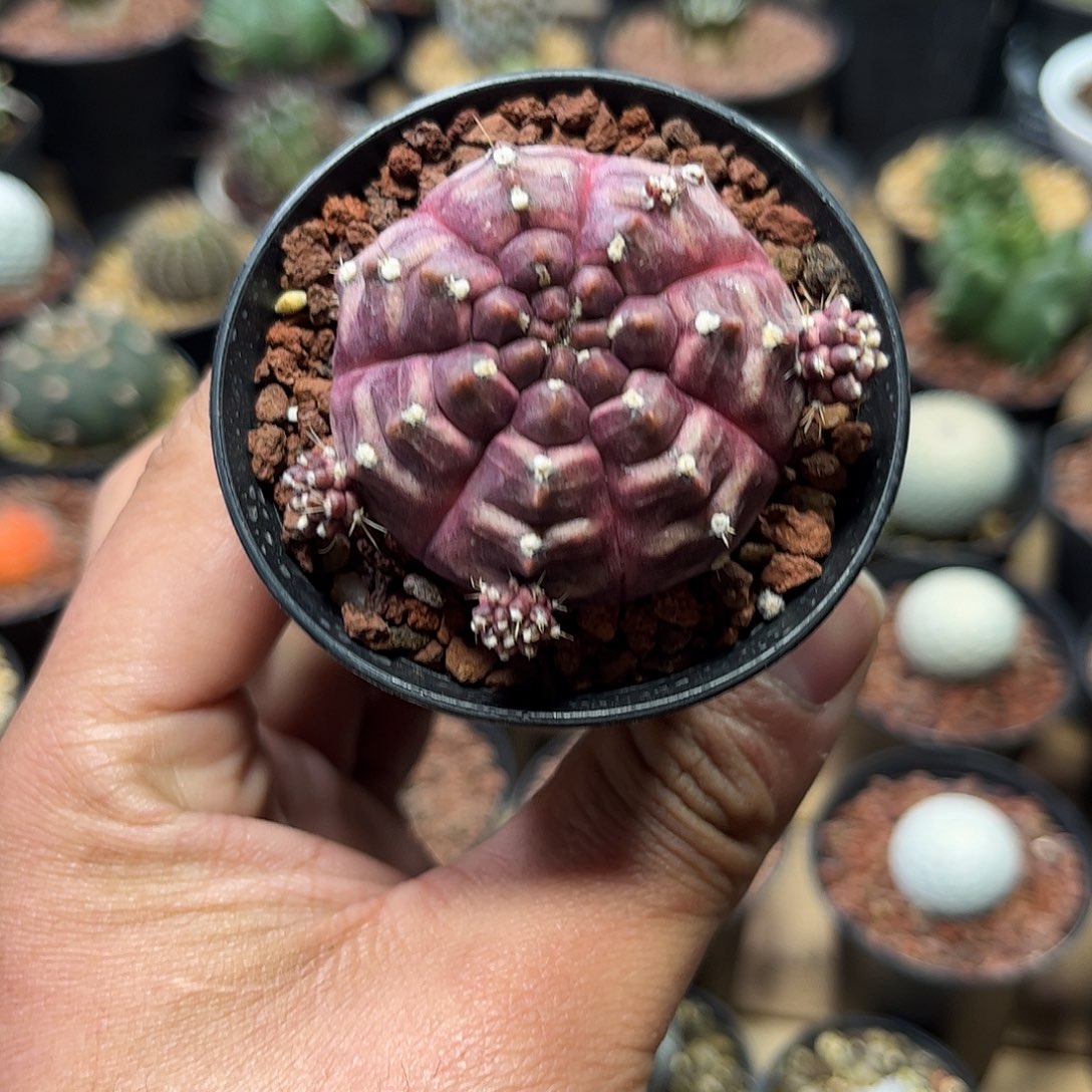 能***耗111473一物一拍单头梦想