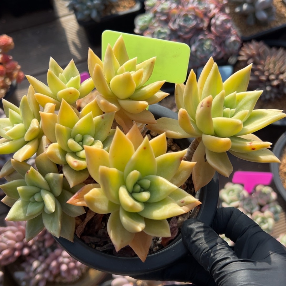 黄金表丽娜1111111111111