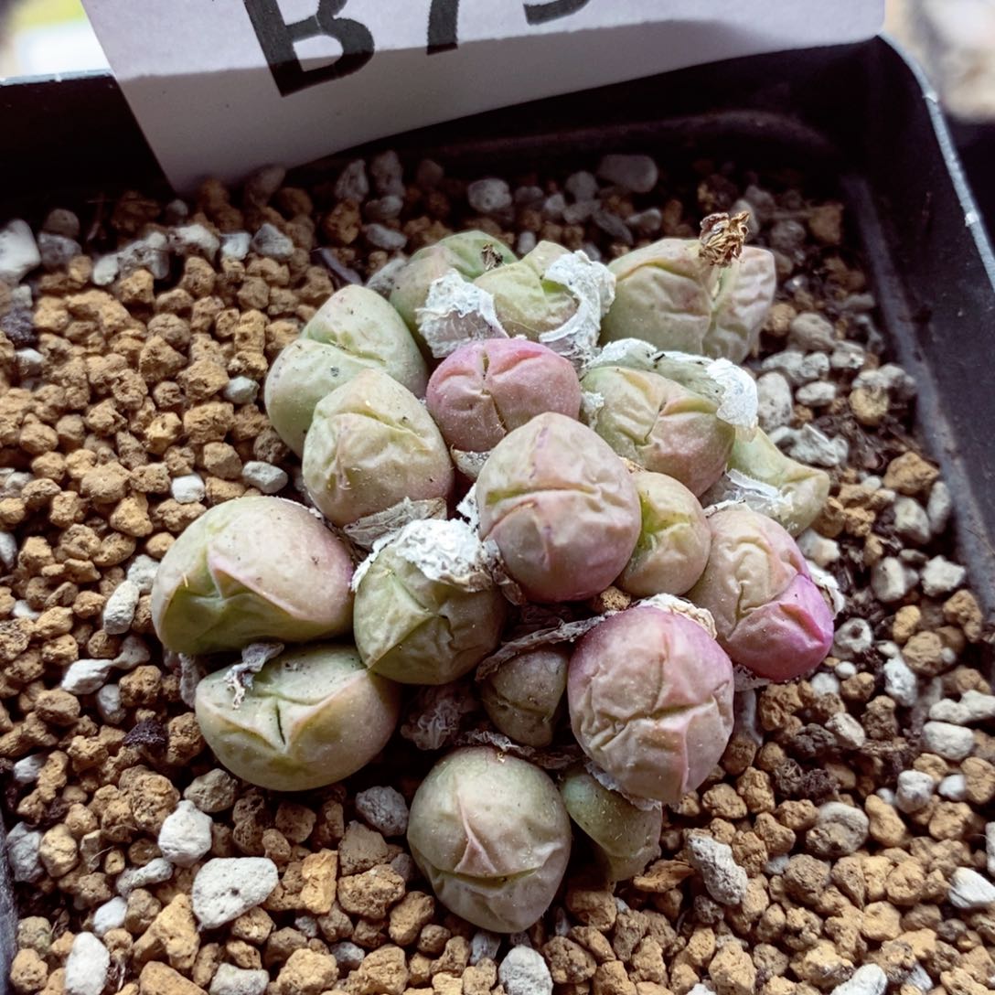 我的菠菜没有了，我797