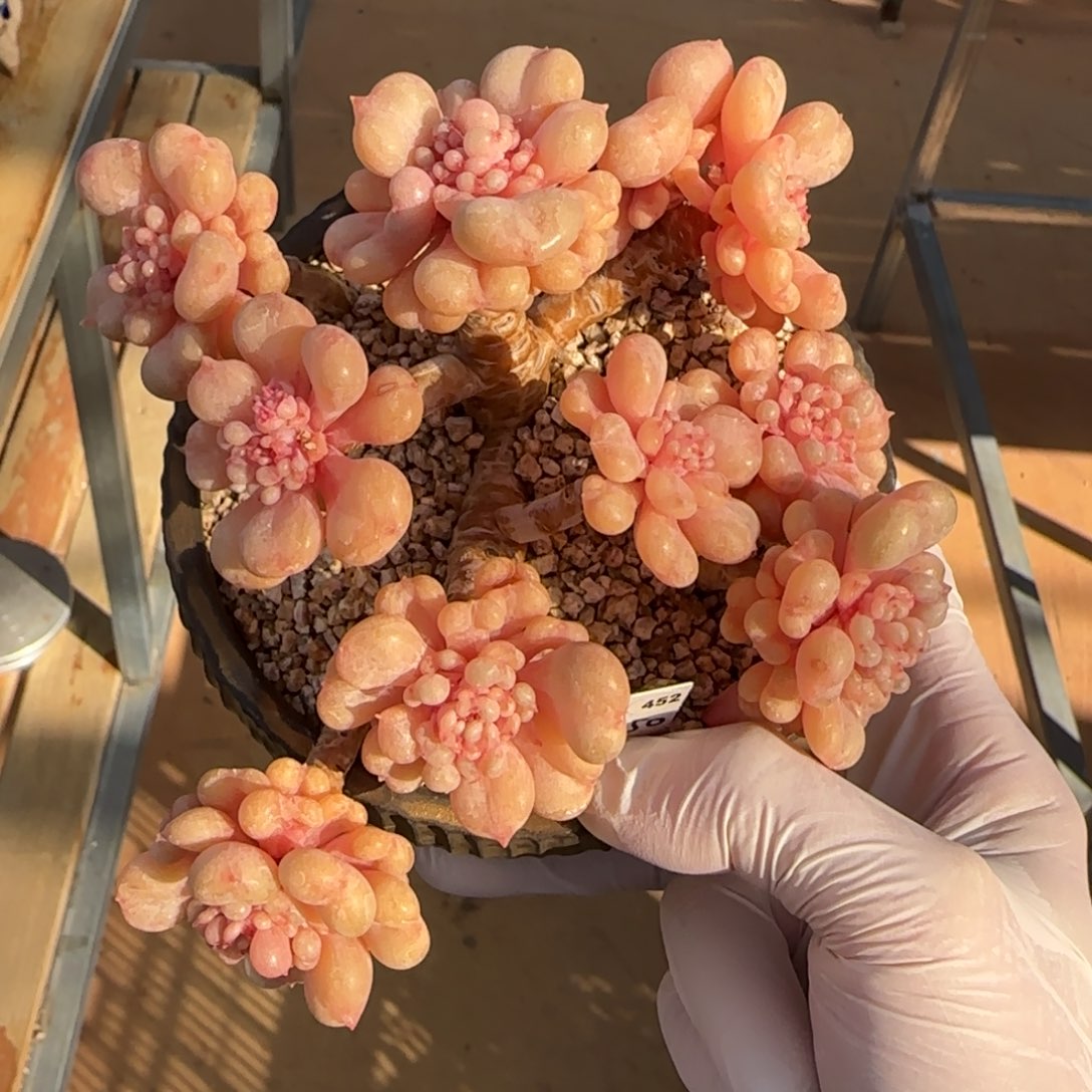 叶植庭多肉：比尔盖茨