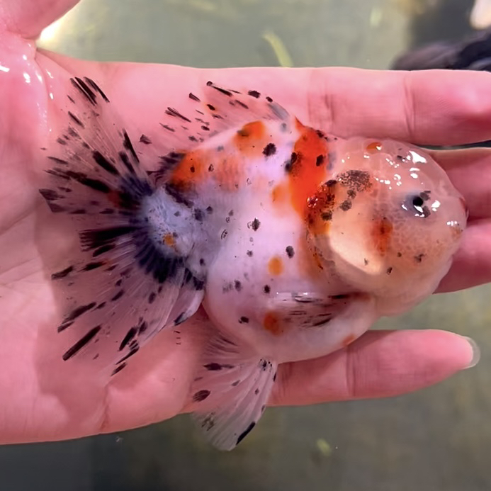 原泰F1百褶苗 亚成 泰狮