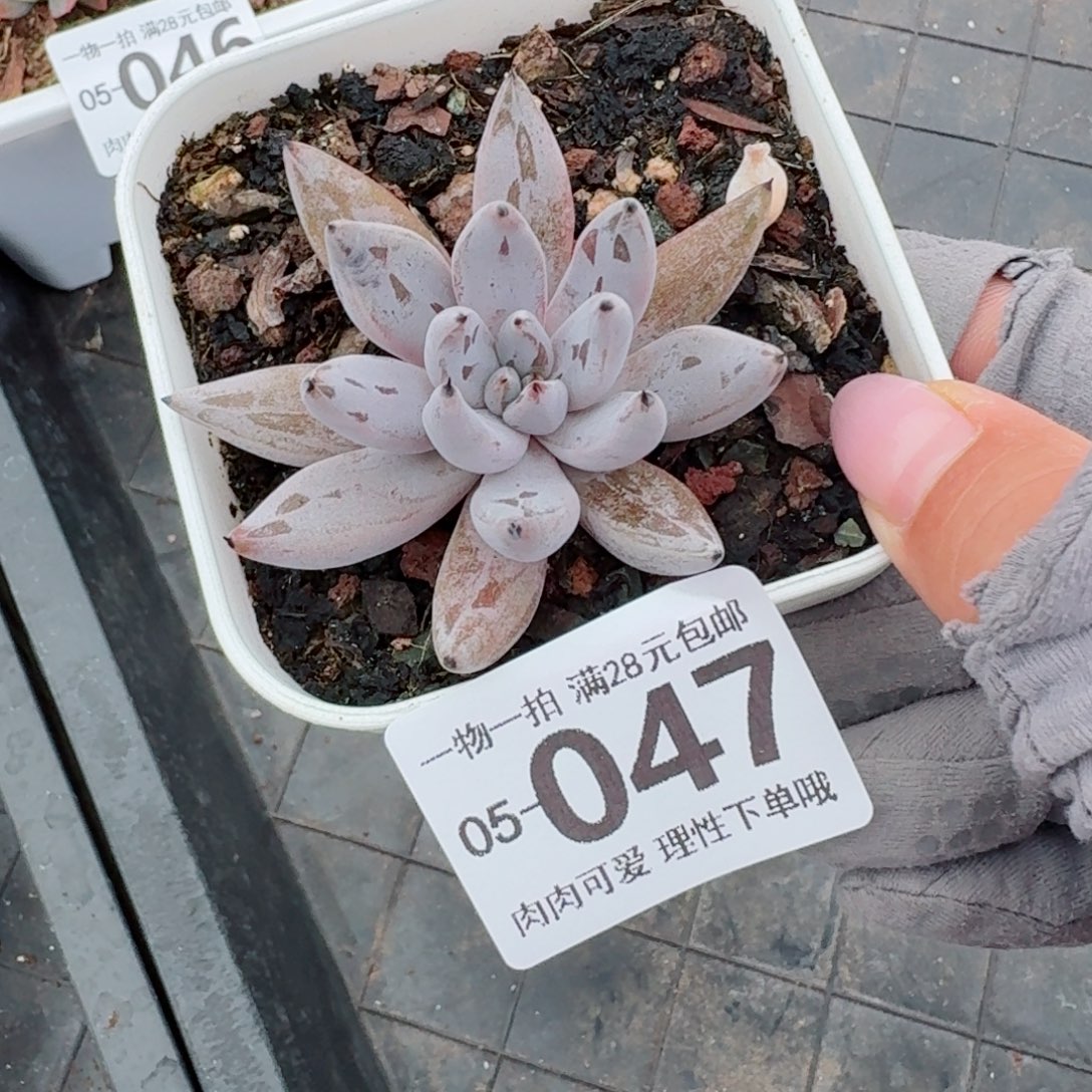 魔爪无盆土发货无盆土无盆土