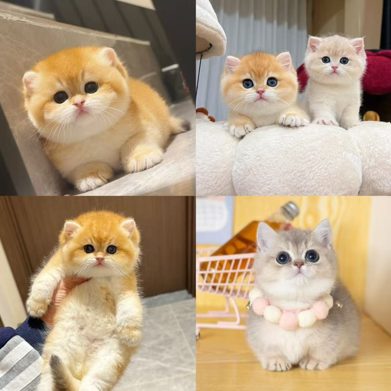 金渐层拿破仑曼基康英短美短缅因德文暹罗西森金加白幼猫活体