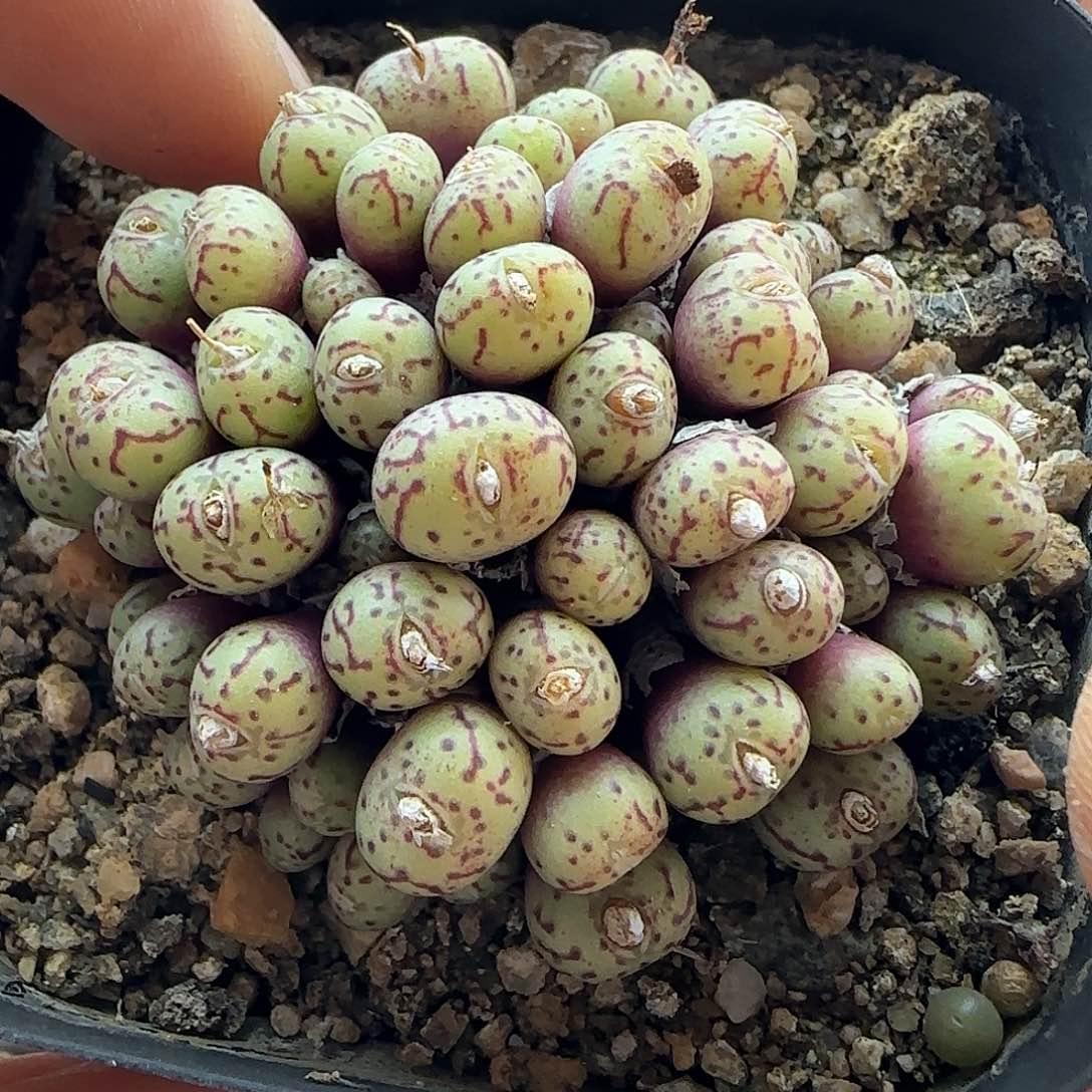 28包邮脱土发货27831