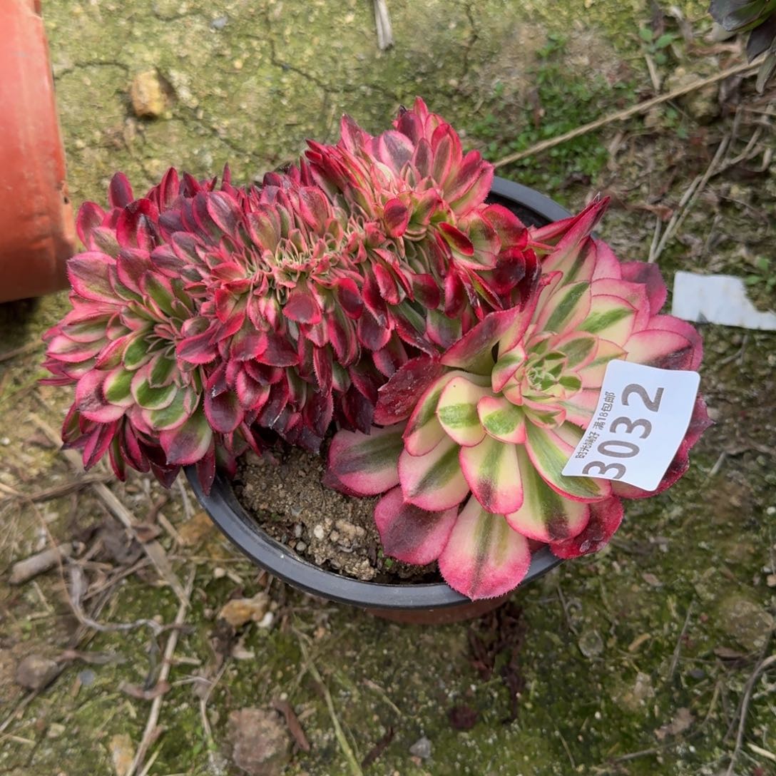 ?**?3032倾城缀多肉植物