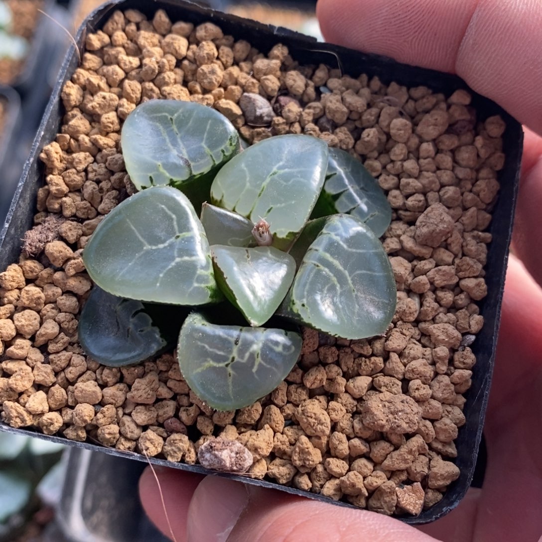 833 十二卷一颗新粉福利。   