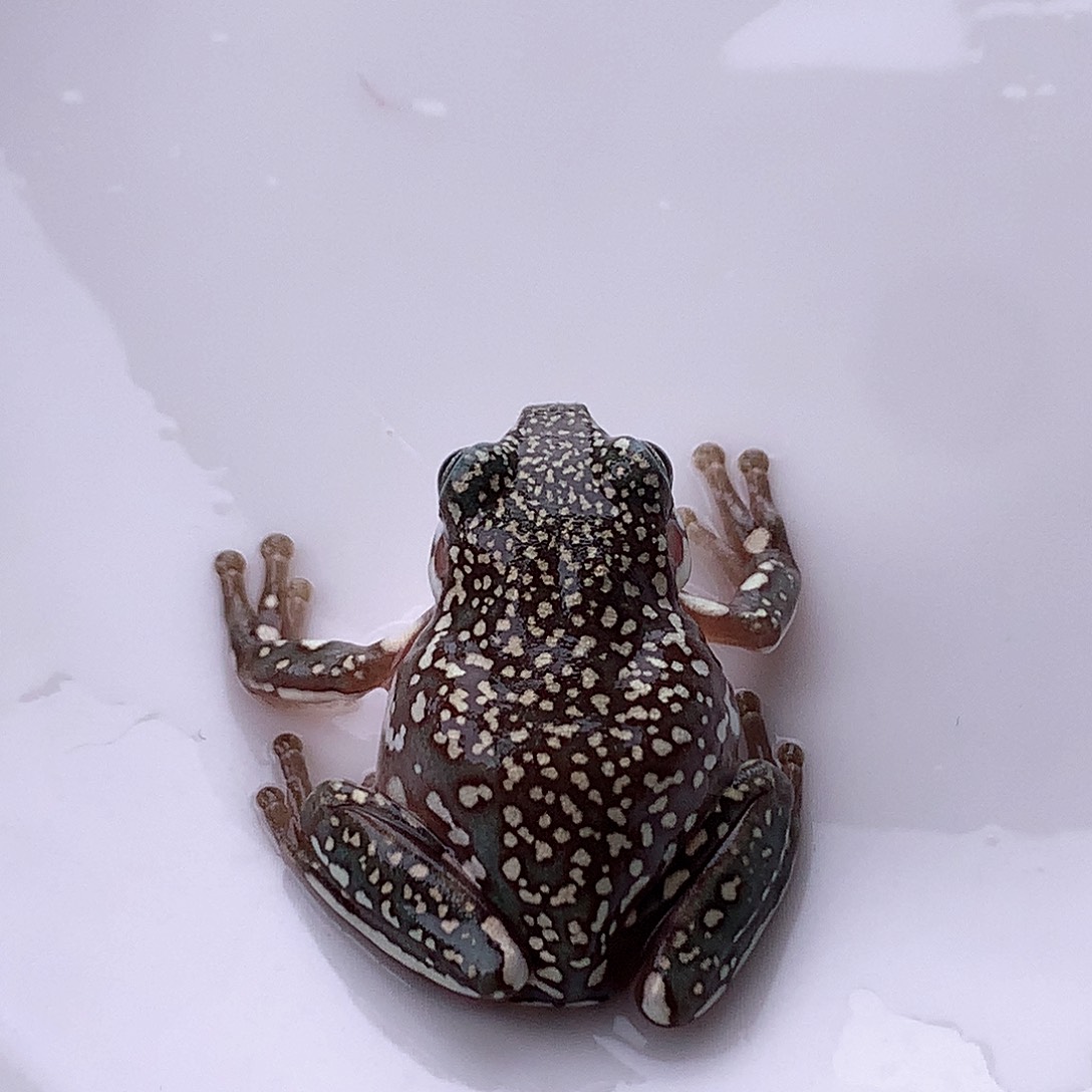 老爷树蛙4号超级顶顶呱金暴绝品