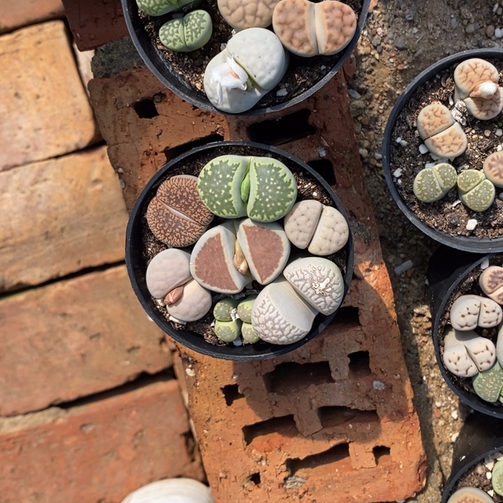 张***怡生石花等植物的生长412