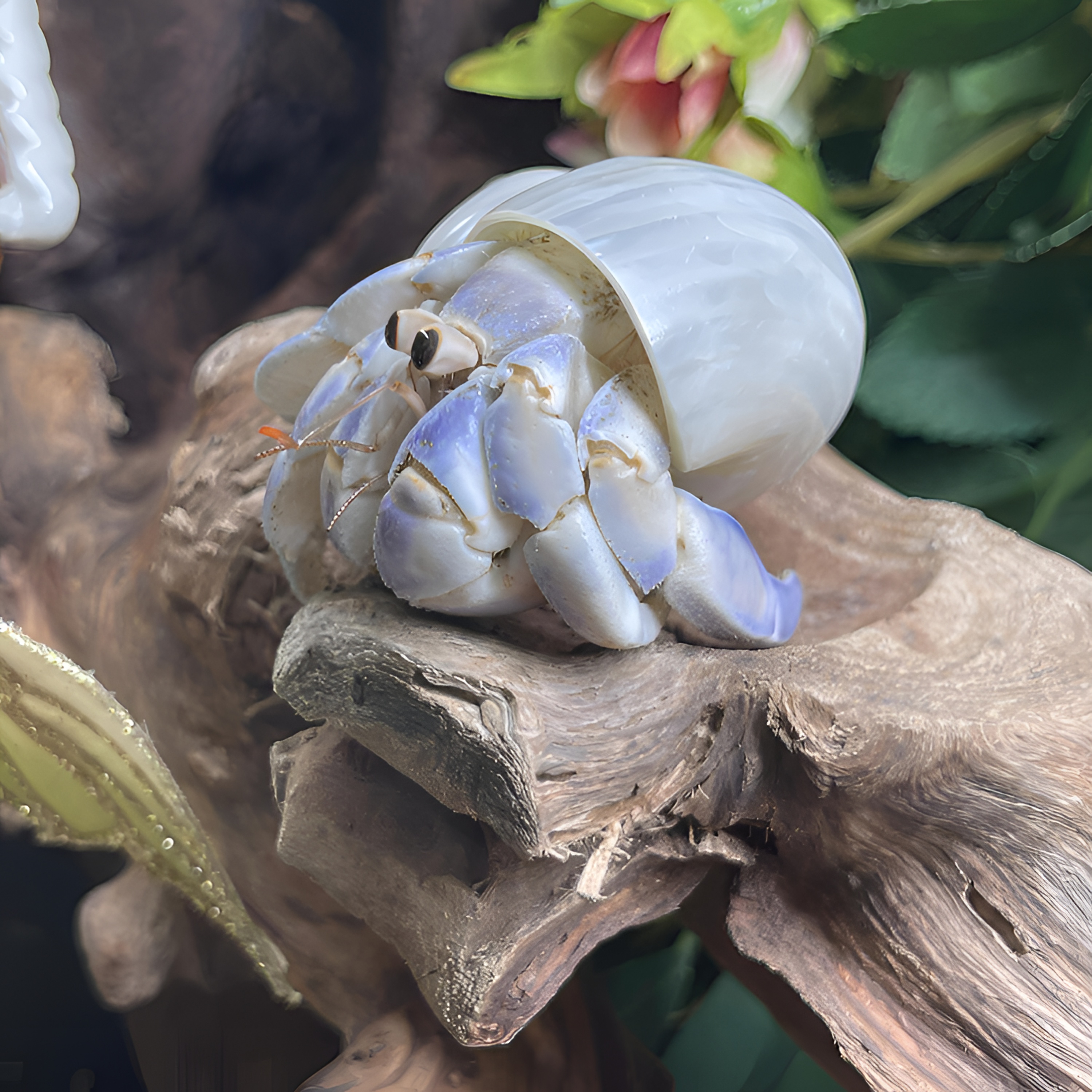 可爱陆生寄居蟹懒人萌宠直播间挑选