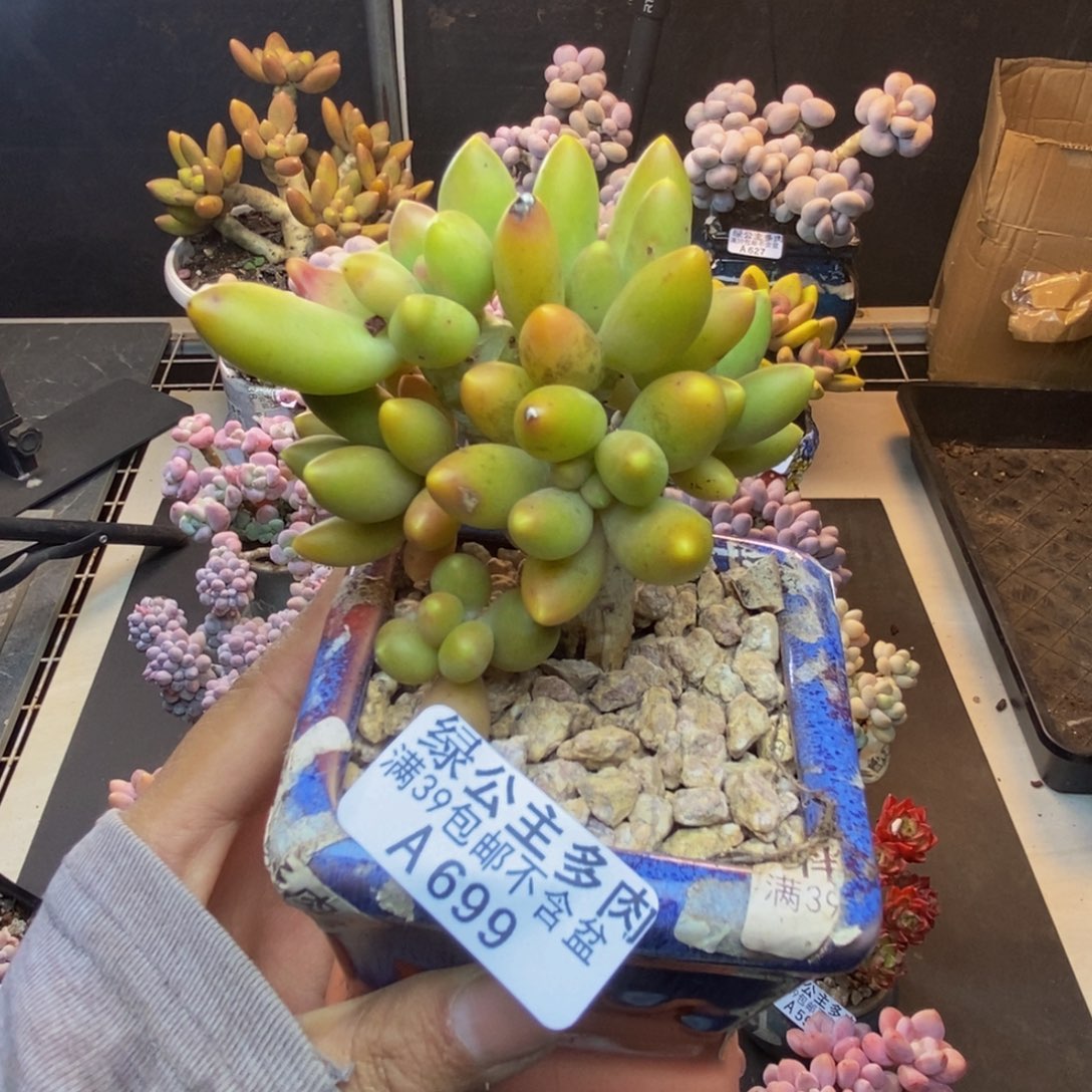 699芒果奶多肉7c m