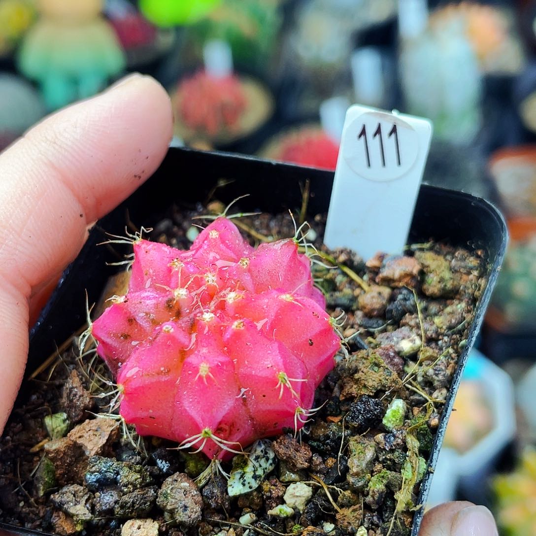 非偏远地区满25包邮仙人球