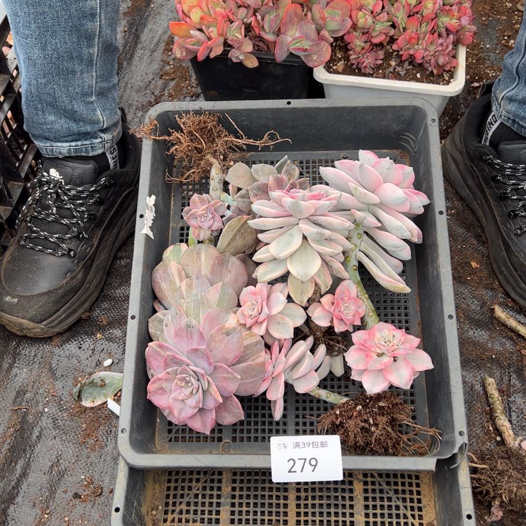 279紫乐锦老桩多肉
