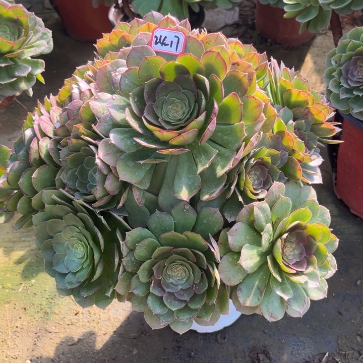 24-17万圣节多肉