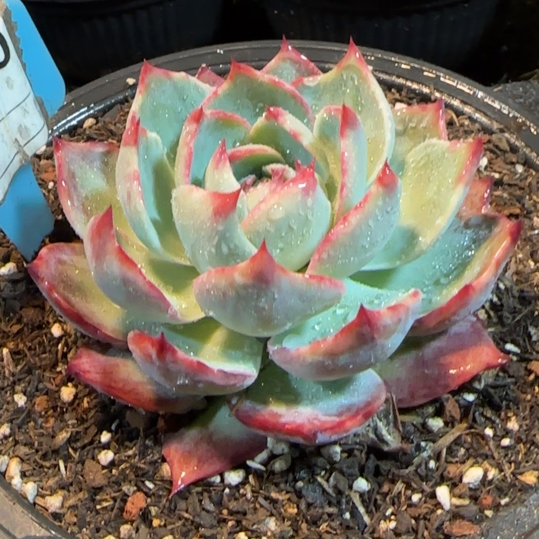 惊鸿一物一拍包装收缩花旱910