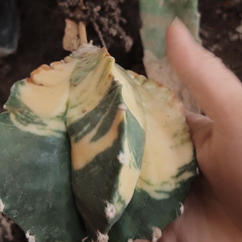 2350只有木心仙人球