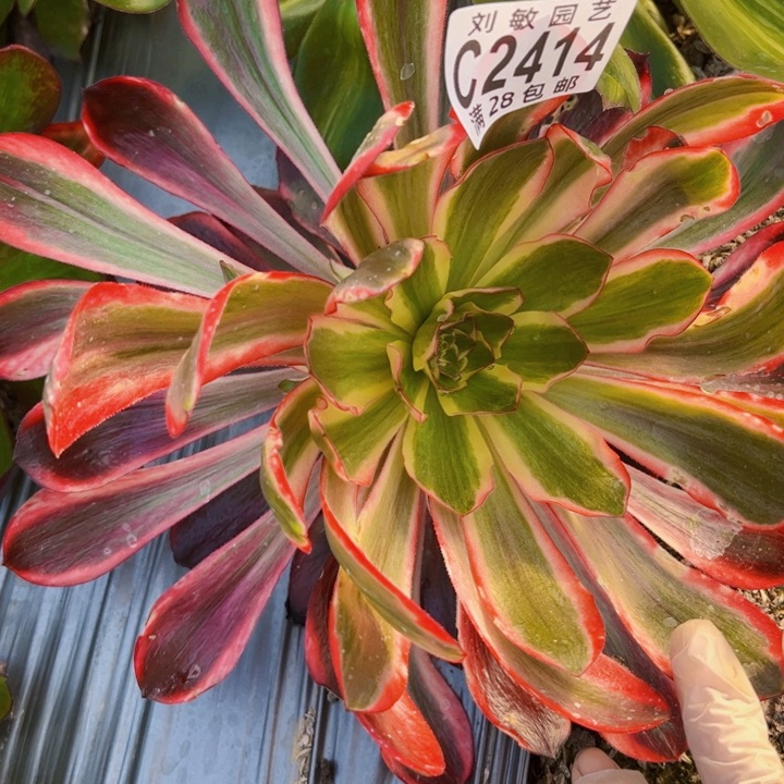 2114无毒锦多肉植物法师