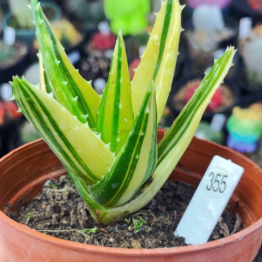 非偏远地区满25包邮仙人球